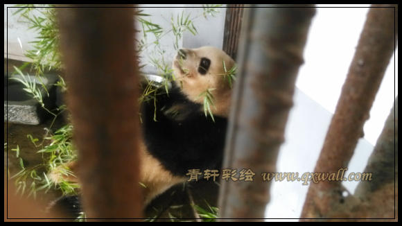 熊猫在吃竹子